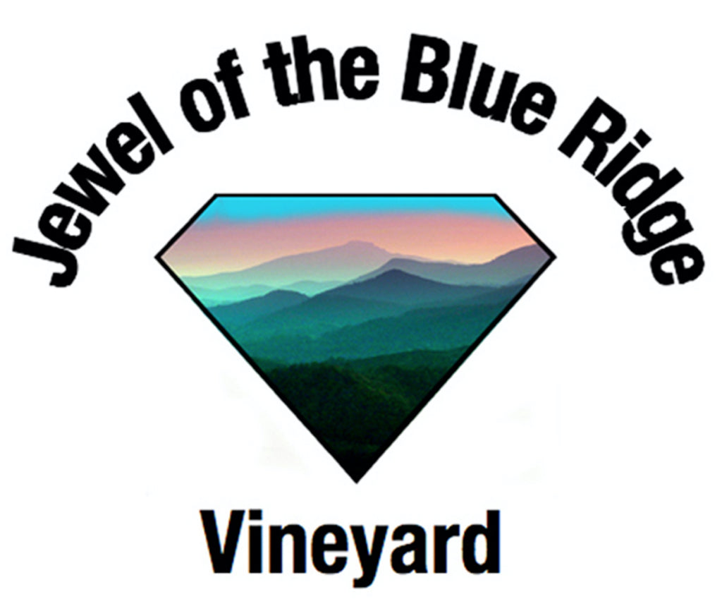 Vitis rotundifolia - Scuppernong Grape 'Katuah' - 10+ Seeds - Madison County, NC Ecotype