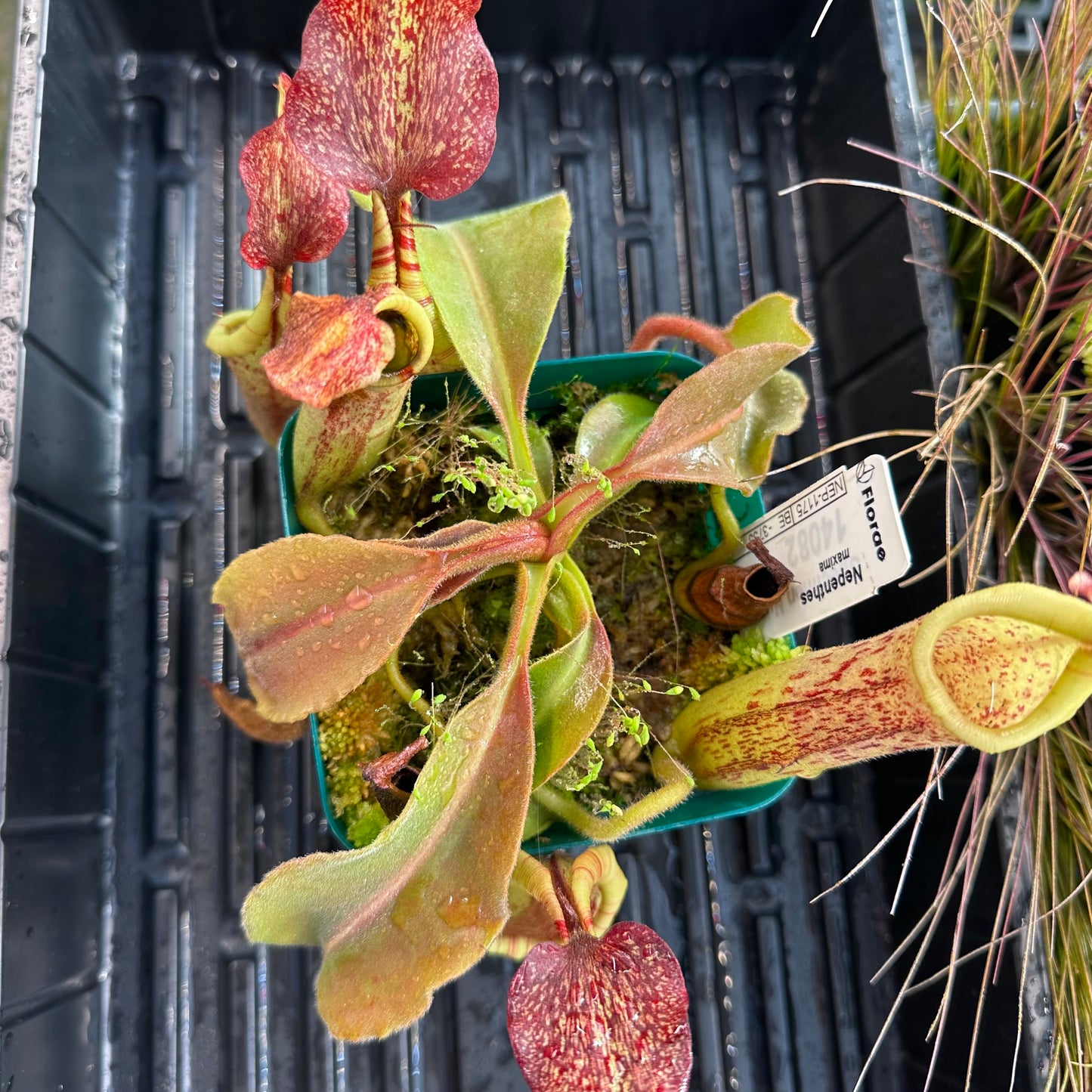 Nepenthes maxima - Wavy Leaf - Sulawesi - BE3735