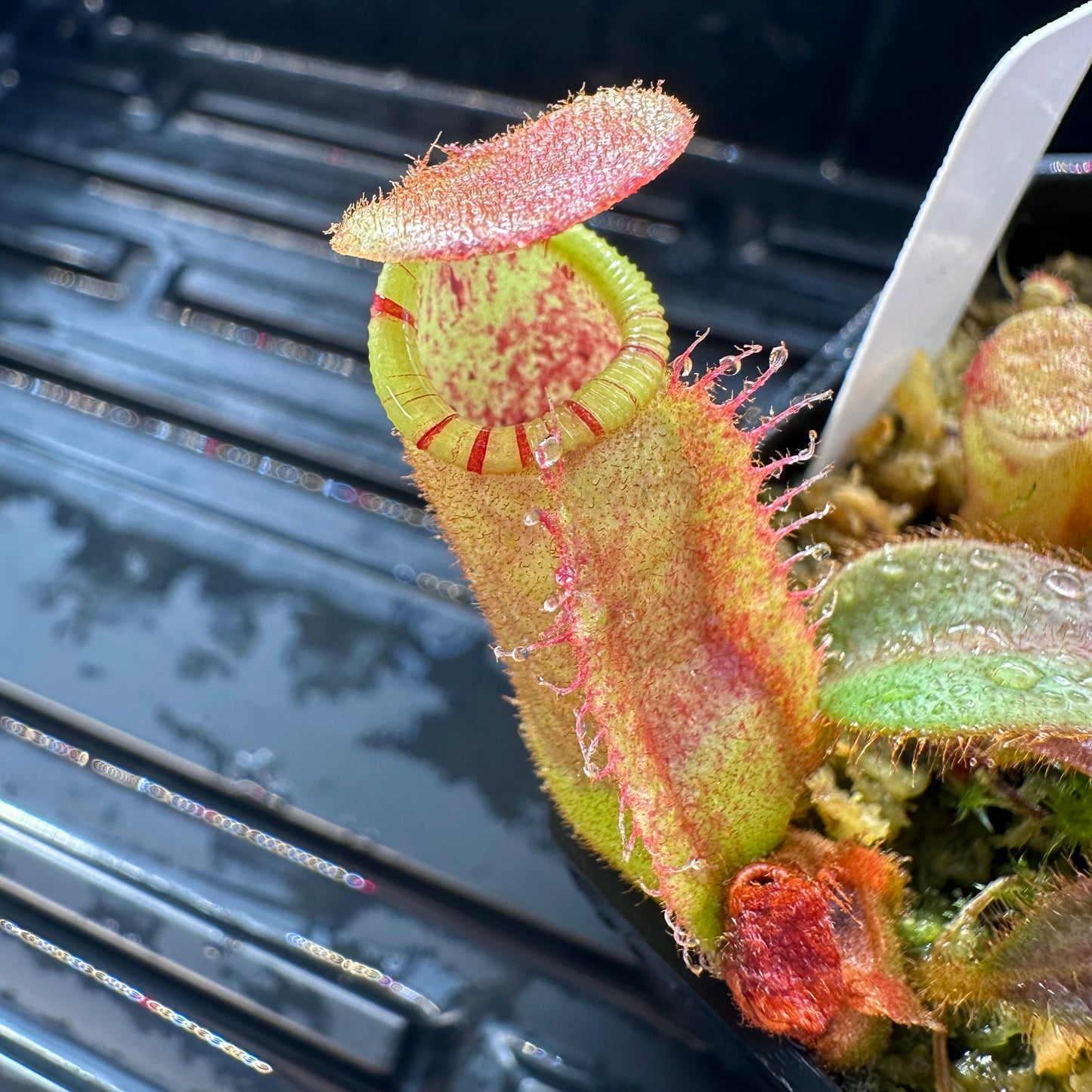 Nepenthes veitchii ('Orange' x 'Candy Dreams') - Seed Grown Specimen Plant