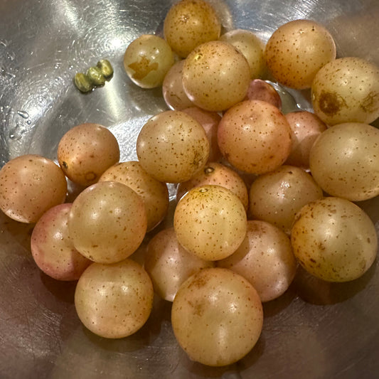 Vitis rotundifolia - Scuppernong Grape 'Katuah' - 10+ Seeds - Madison County, NC Ecotype
