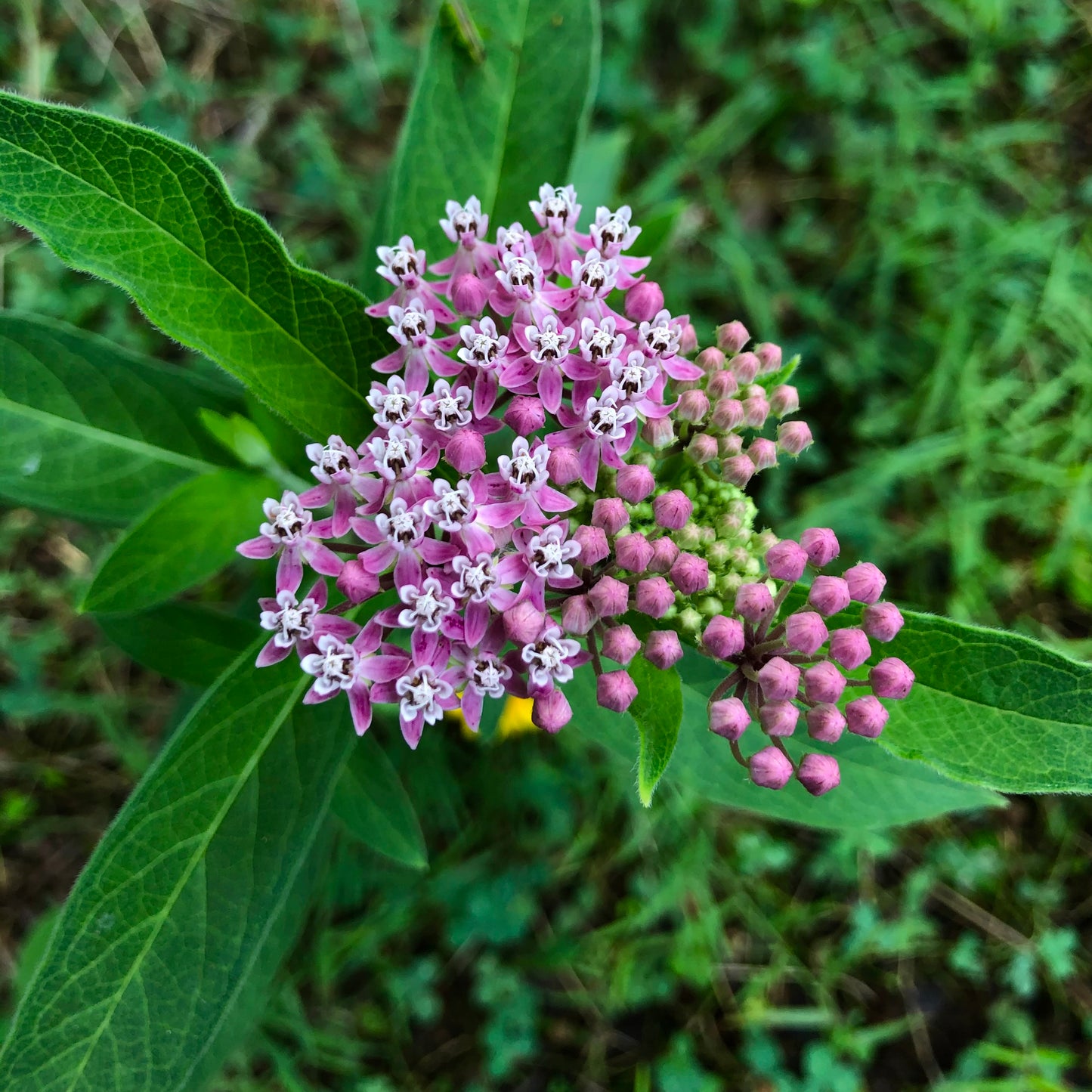 Asclepias incarnata - Swamp Milkweed - 30+ Seeds