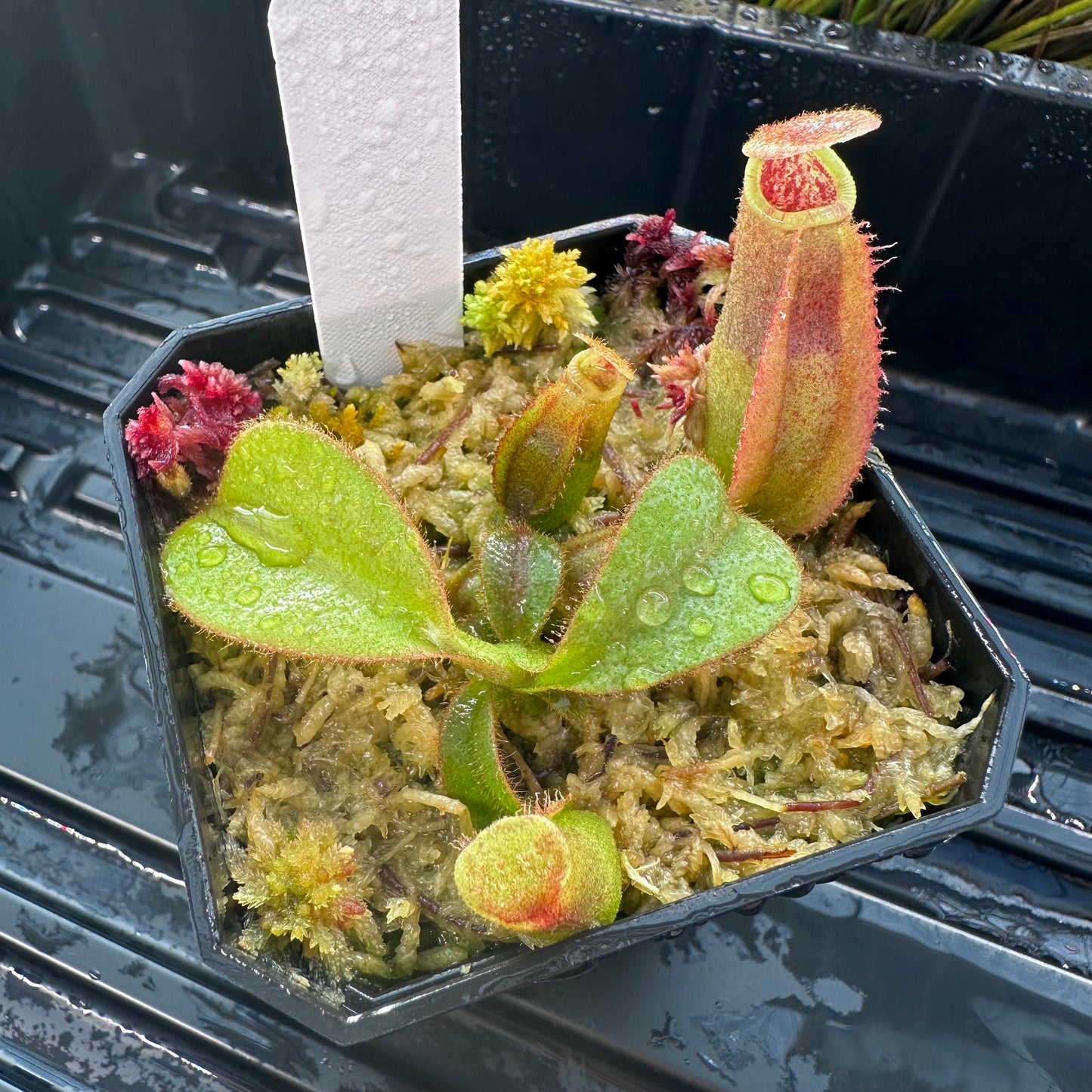 Nepenthes veitchii ('Orange' x 'Candy Dreams') - Seed Grown Specimen Plant