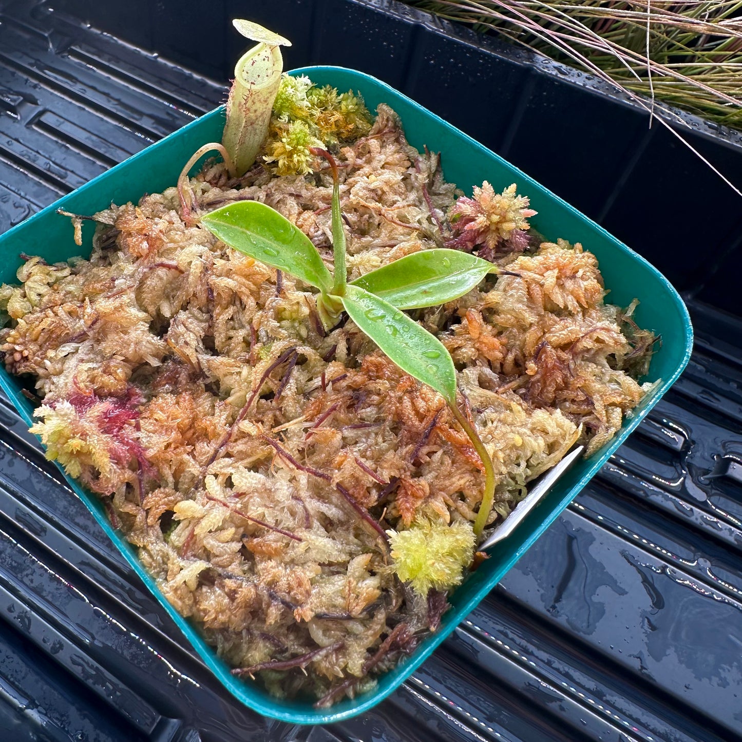 Nepenthes ulukaliana - Seed Grown Plant - Genting Highlands - JH