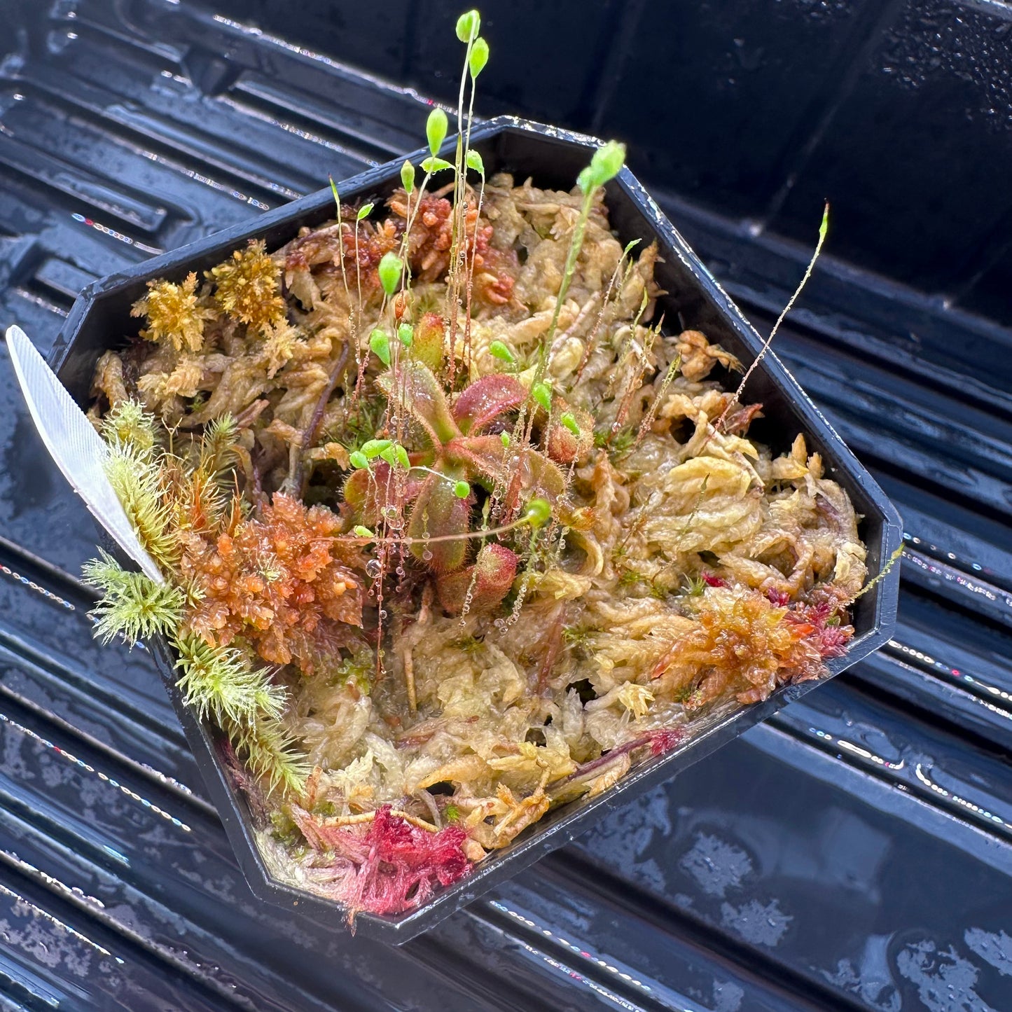 Nepenthes veitchii (Murud x Candy Best) x (Akazukin x Bareo) - Seed Grown Specimen Plant