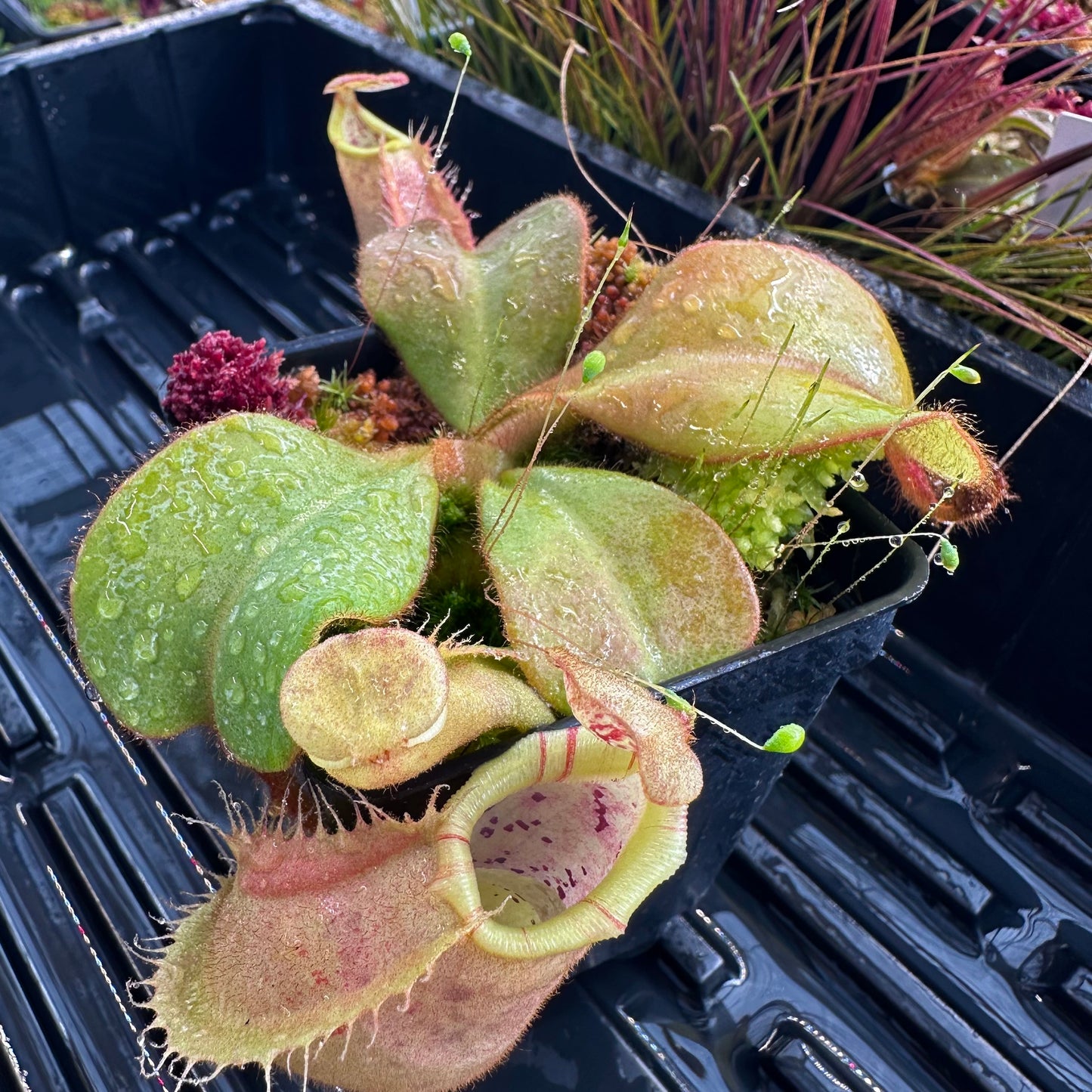 Nepenthes veitchii ('Orange' x 'Candy Dreams') - Seed Grown Specimen Plant
