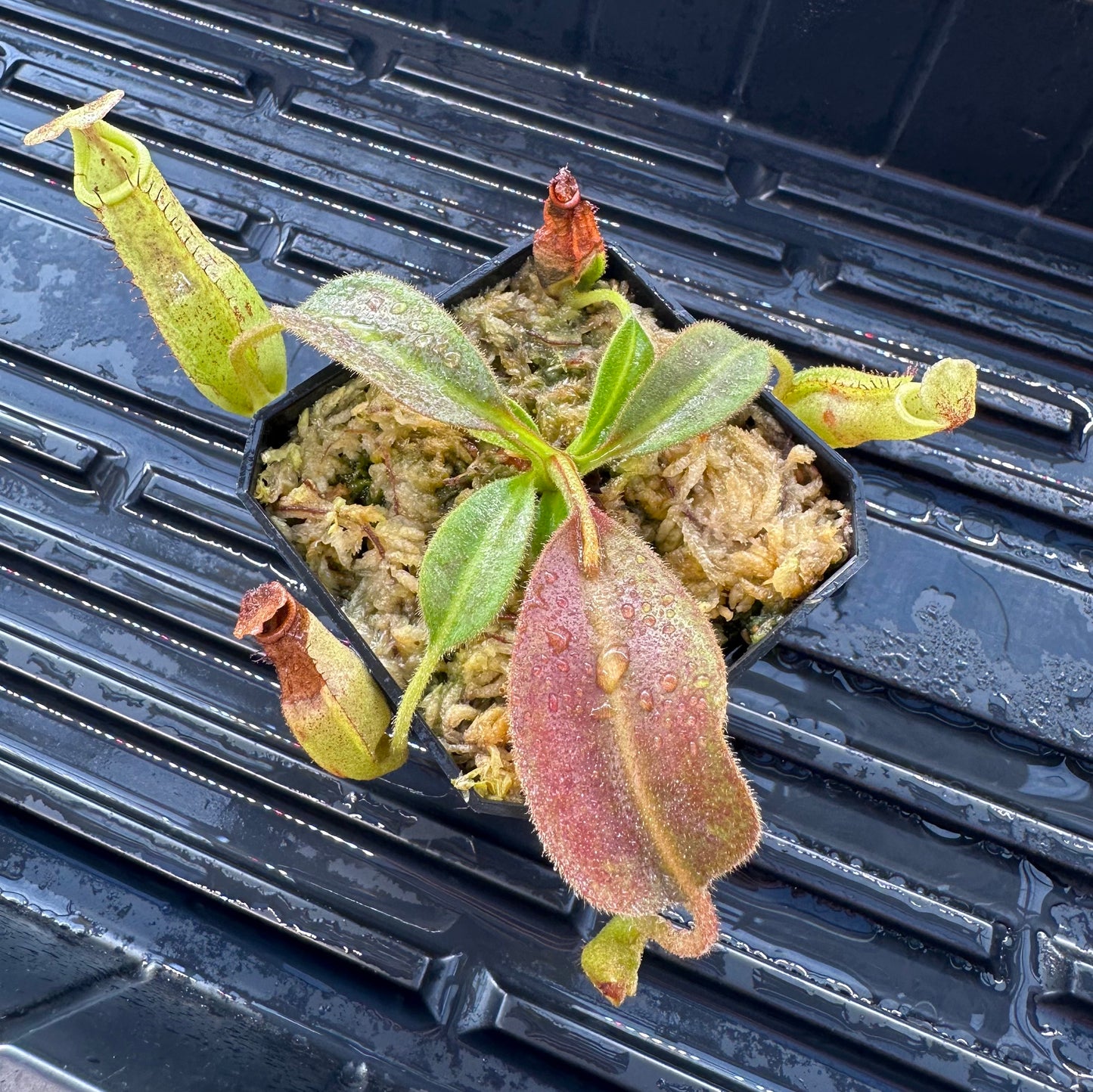 Nepenthes maxima Wavy - Seed Grown Specimen Plant