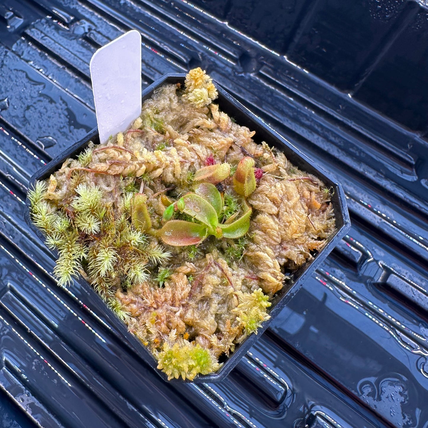 Nepenthes veitchii ('Orange' x 'Candy Dreams') - Seed Grown Plant