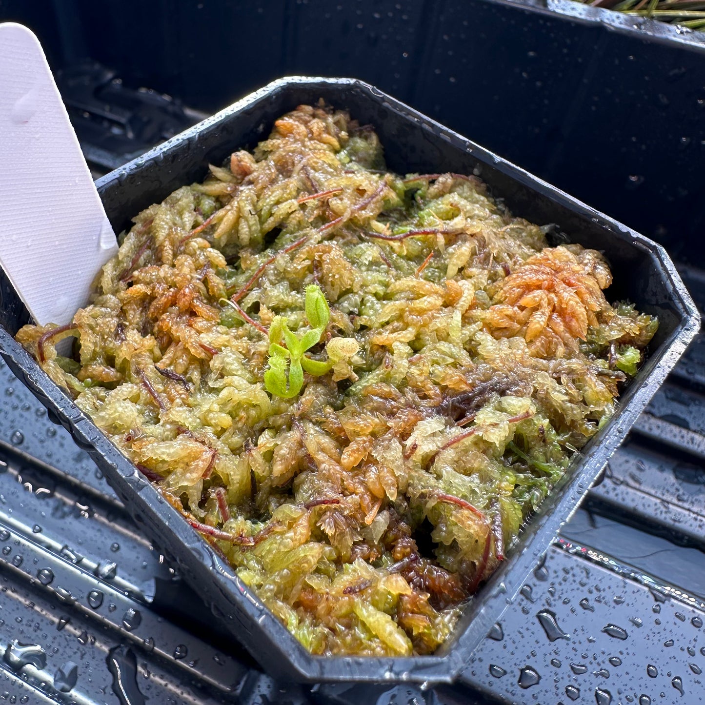 Nepenthes veitchii Candy Stripe CK x (rajah x edwardsiana) JH - Seed Grown Plant