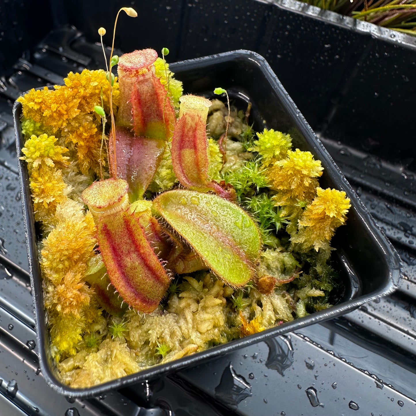 Nepenthes veitchii ('Orange' x 'Candy Dreams') - Seed Grown Specimen Plant