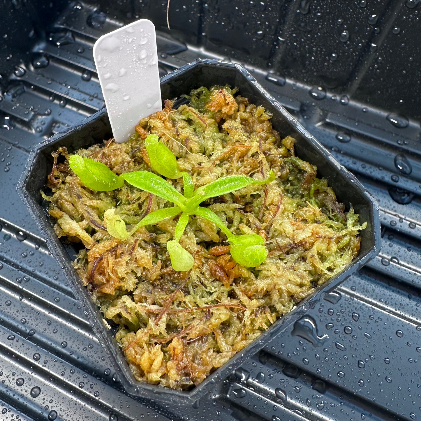 Nepenthes maxima Wavy - Seed Grown Plant