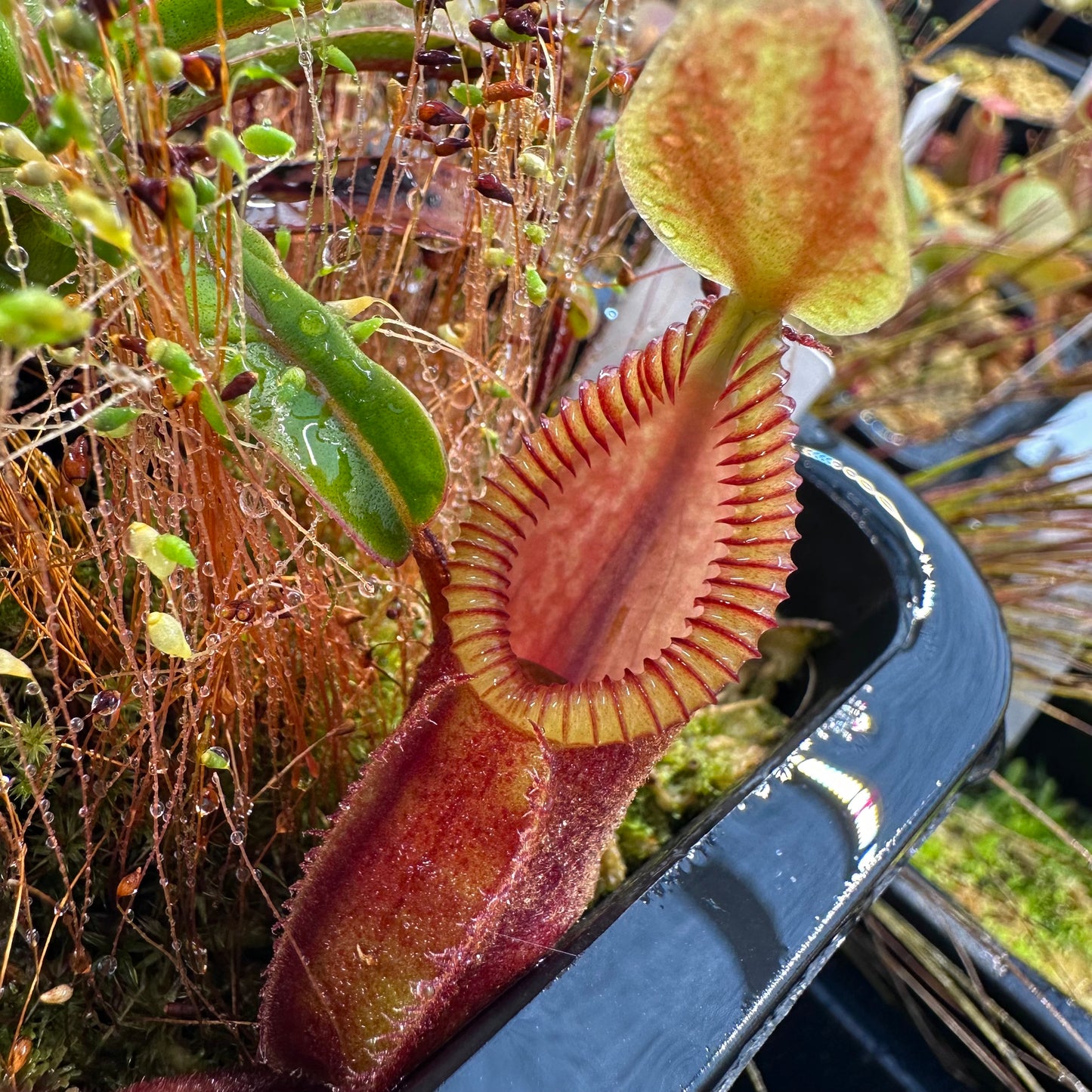 Nepenthes diabolica - BCP - Mix of Clones - Central Sulawesi