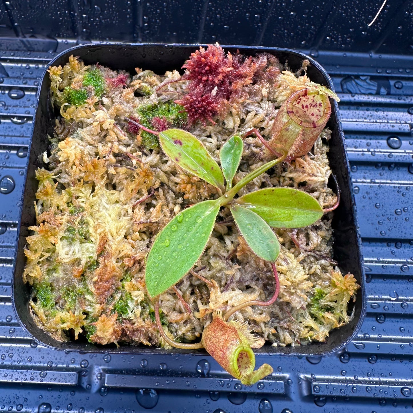 Nepenthes attenboroughii - Seed Grown Plant - Mt Victoria - JH