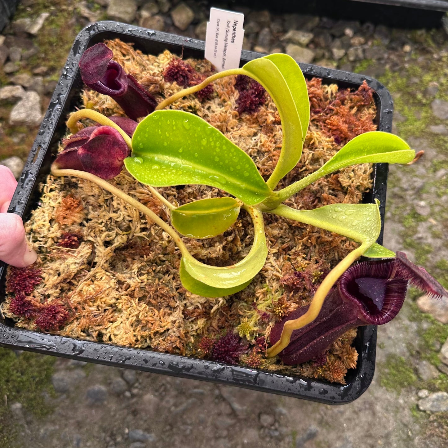 Nepenthes lowii - Clone 4 - Gunung Mentapok - AW