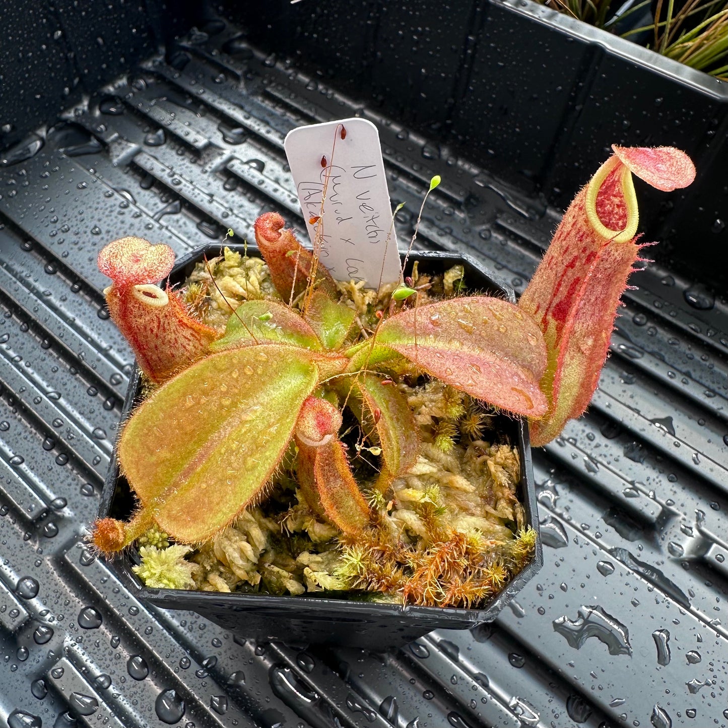 Nepenthes veitchii (Murud x Candy Best) x (Akazukin x Bareo) - Seed Grown Specimen Plant