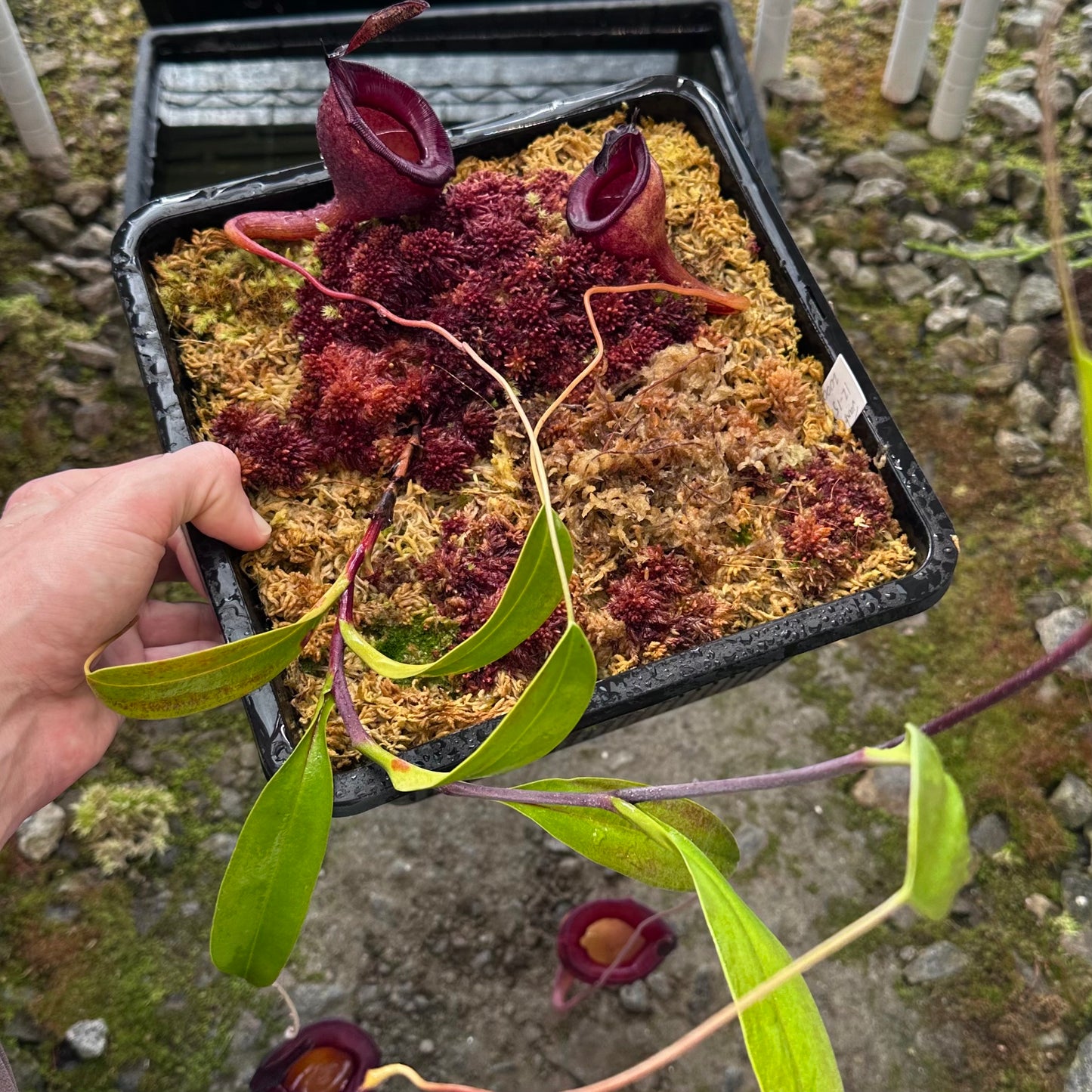 Nepenthes jamban - Vining Individual - Seed Grown Plant - JH