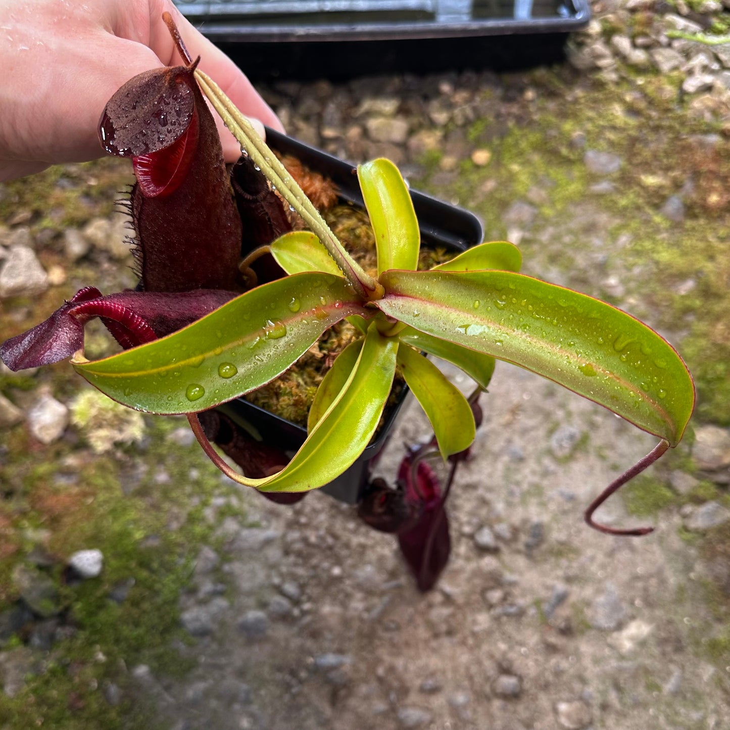 Nepenthes diatas - BE3861 - Sumatra