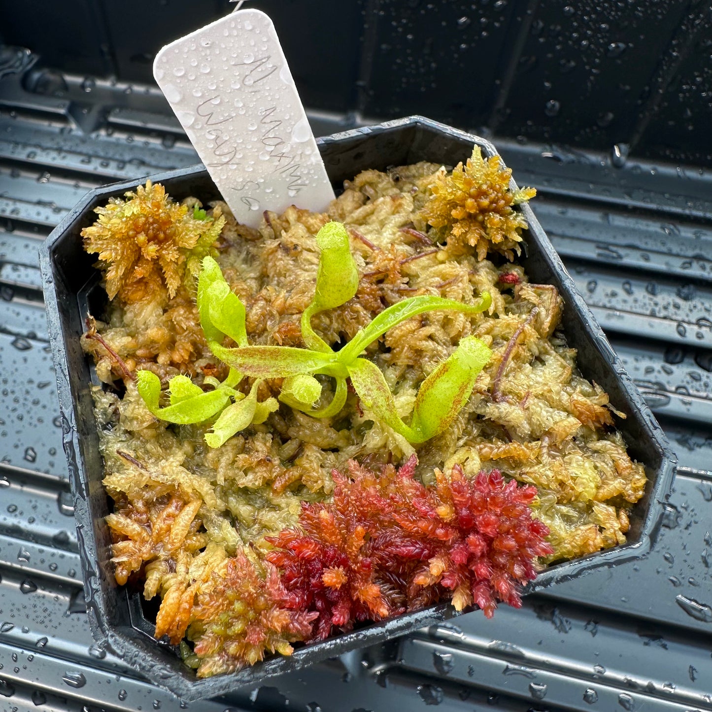 Nepenthes maxima Wavy - Seed Grown Plant