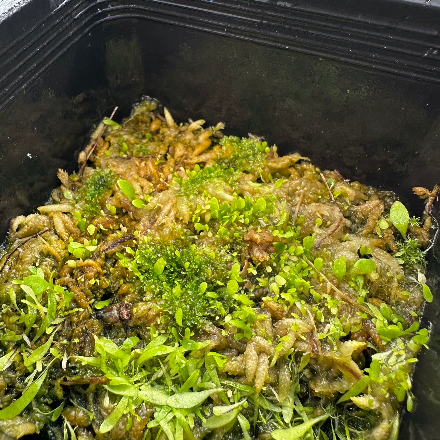 Utricularia alpina - Seed Grown - DSH - Epiphytic Bladderwort - Exact Division