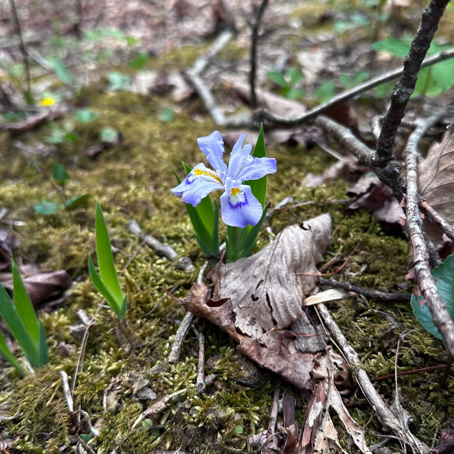 Iris cristata - Crested Iris - Rabun County, GA - Rooted Division