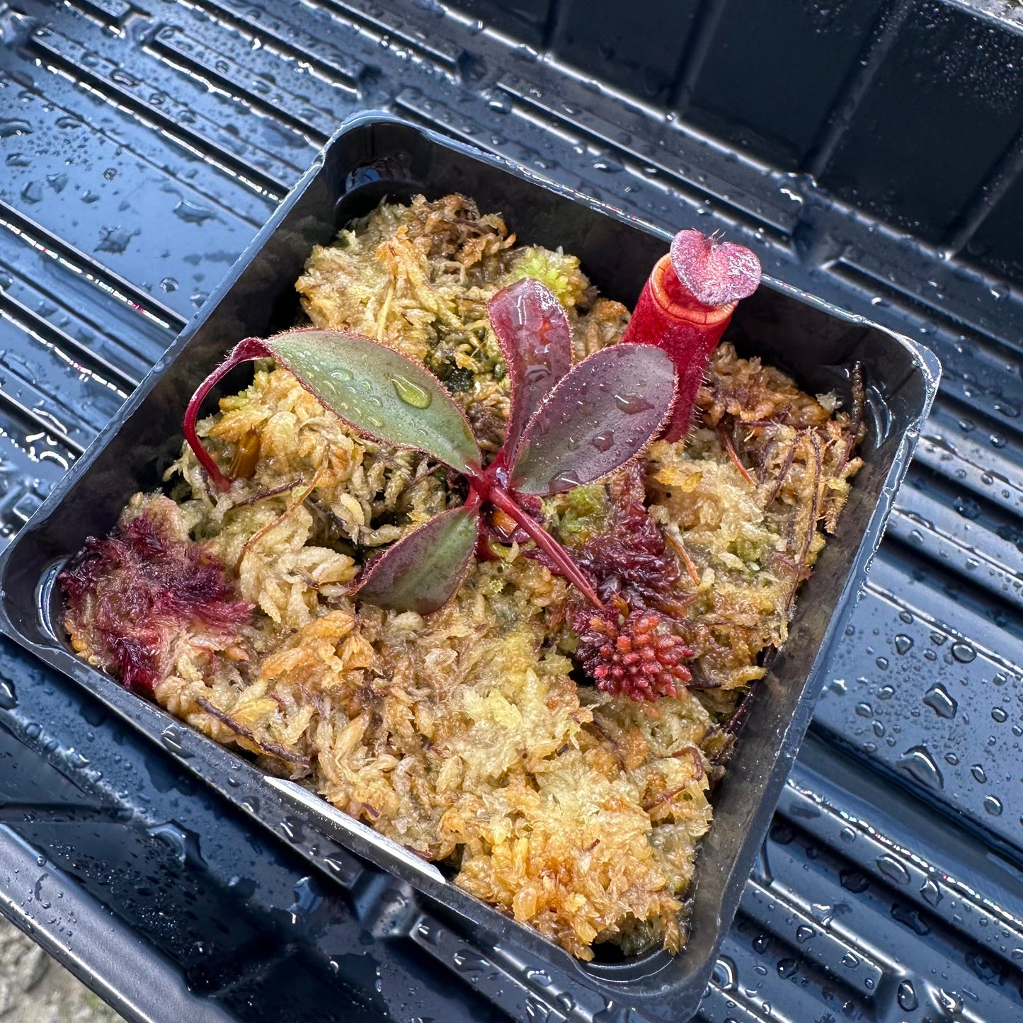Nepenthes attenboroughii - Mt Victoria - Wistuba Clone