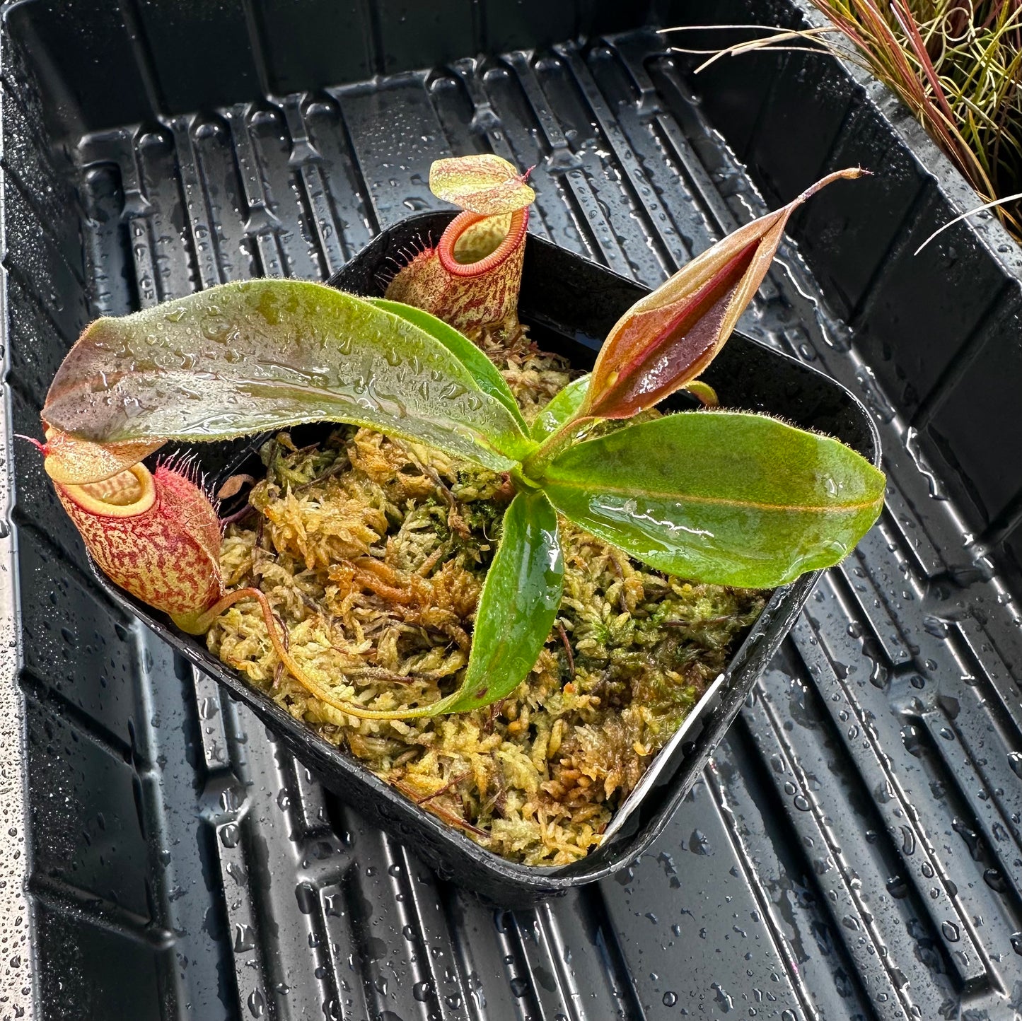 Nepenthes rajah x gymnamphora - BE4575 - Assorted Clones