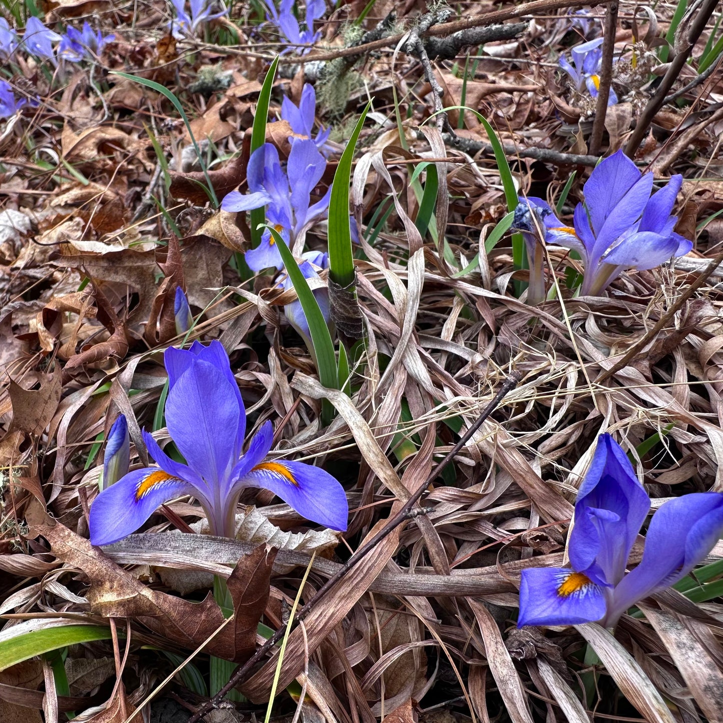 Iris verna - Dwarf Iris - Rabun County, GA - Rooted Division
