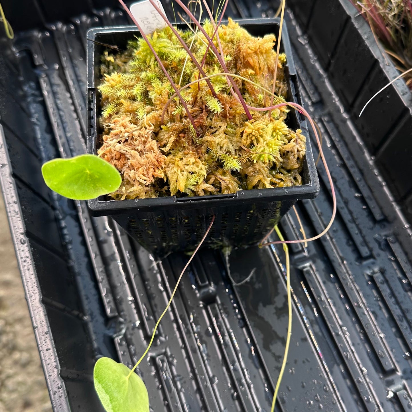 Utricularia nelumbifolia - Aquatic or Epiphytic Bladderwort - Exact Division