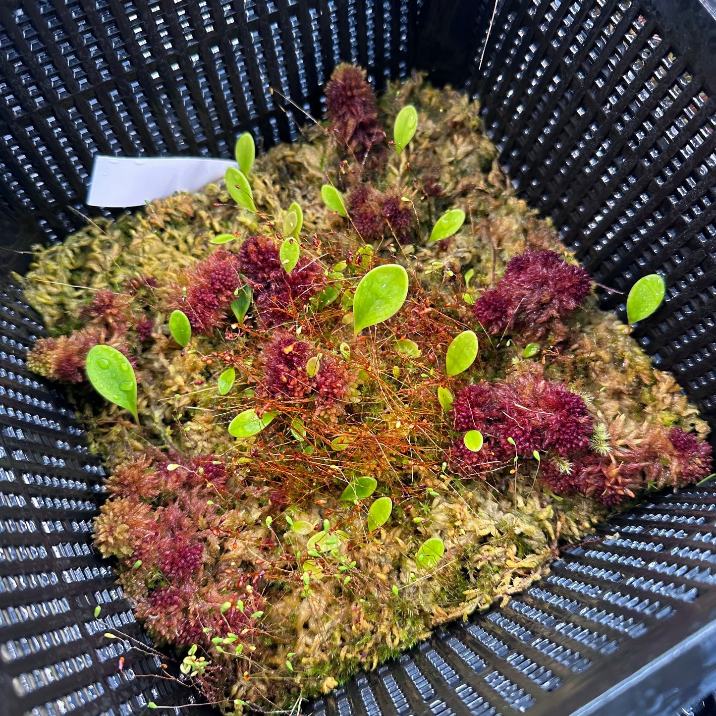 Utricularia quelchii Doug D - Epiphytic Bladderwort - Giant Net Basket