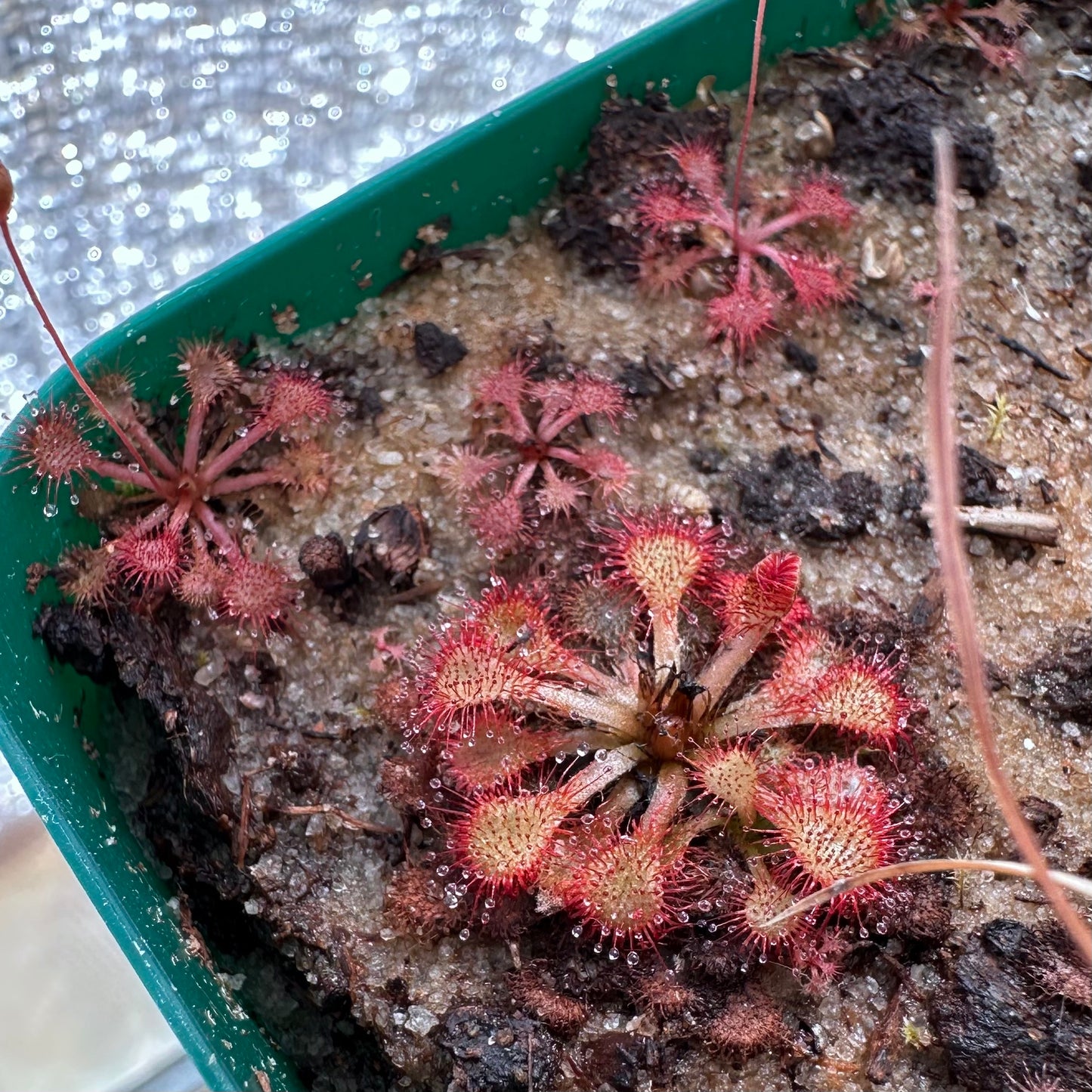 Drosera brevifolia - Dwarf Red Sundew