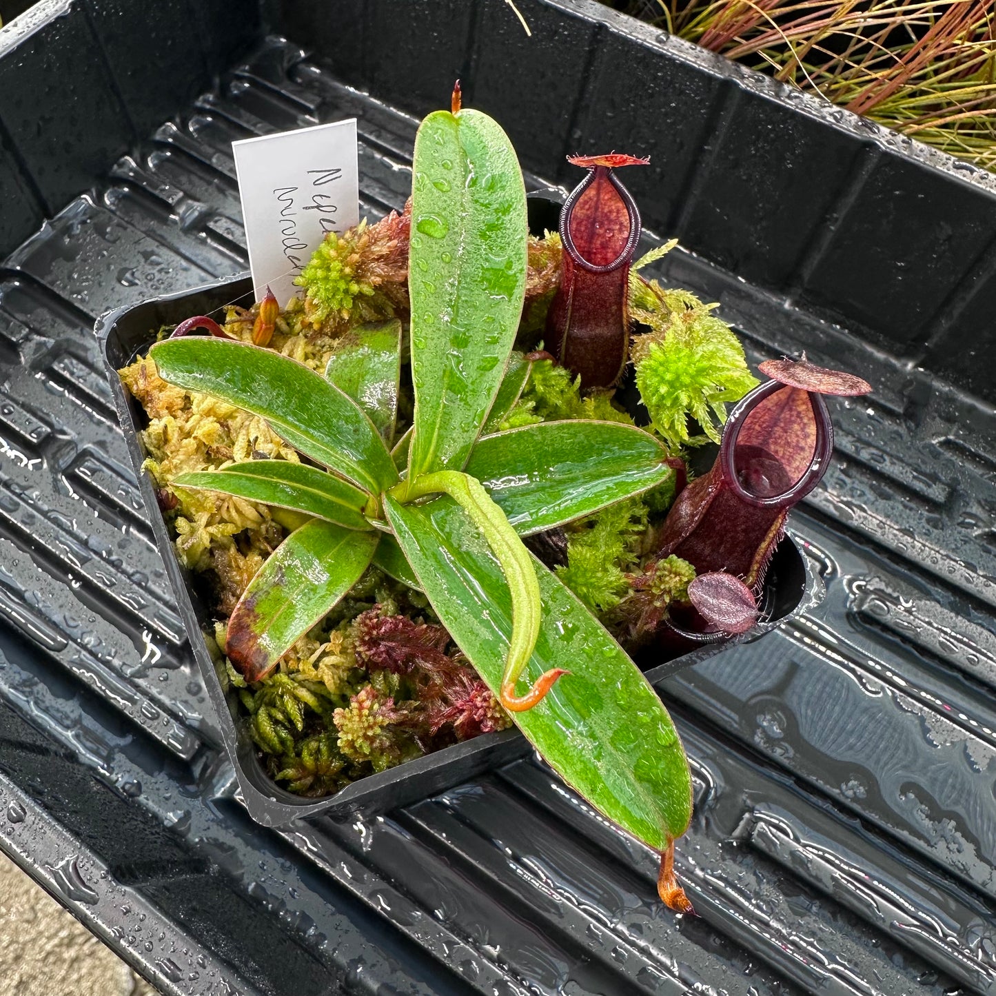Nepenthes murudensis - BCP - Mix of Clones - Mount Murud