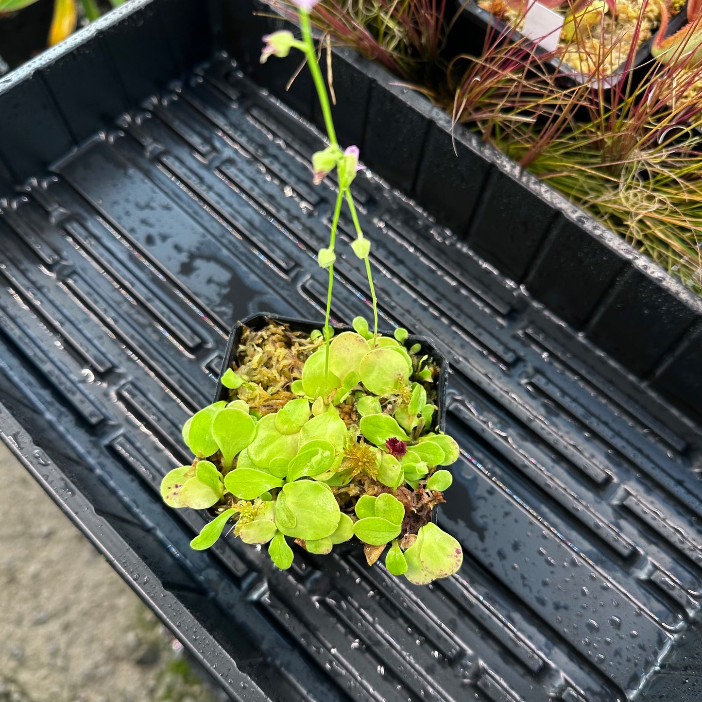 Utricularia calycifida - Aquatic or Epiphytic Bladderwort - Exact Division