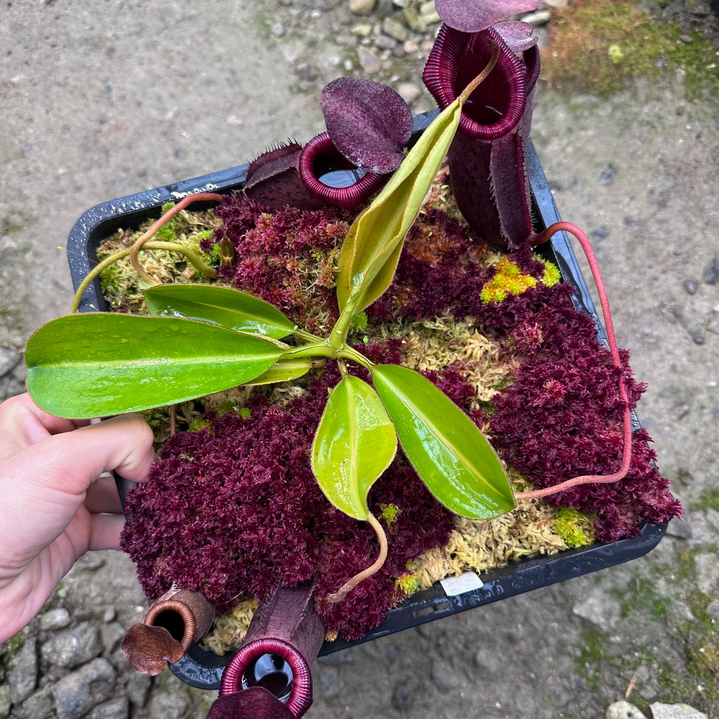 Nepenthes rajah x undulatifolia - Nepenthesgod - Seed Grown Plant