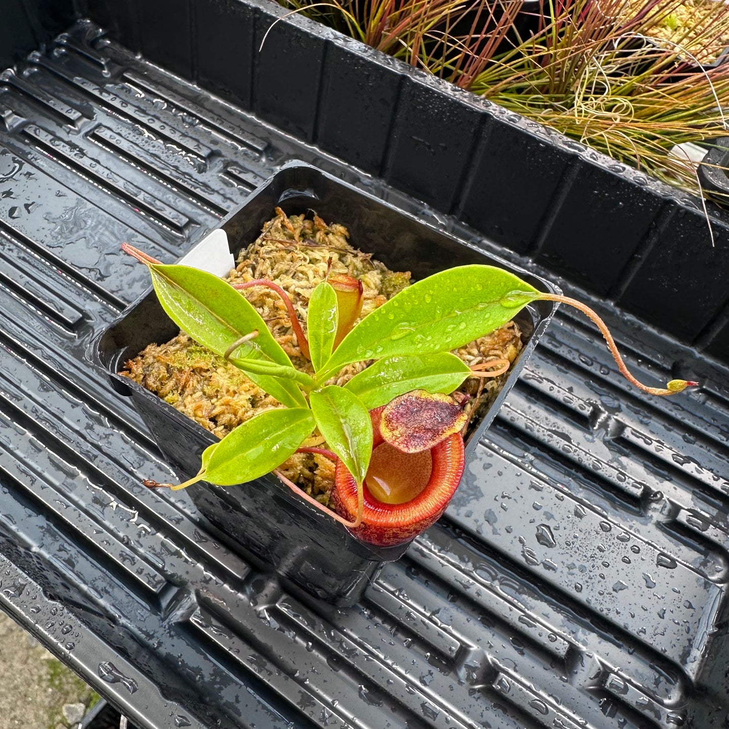 Nepenthes jamban - BE3875 - Sumatra