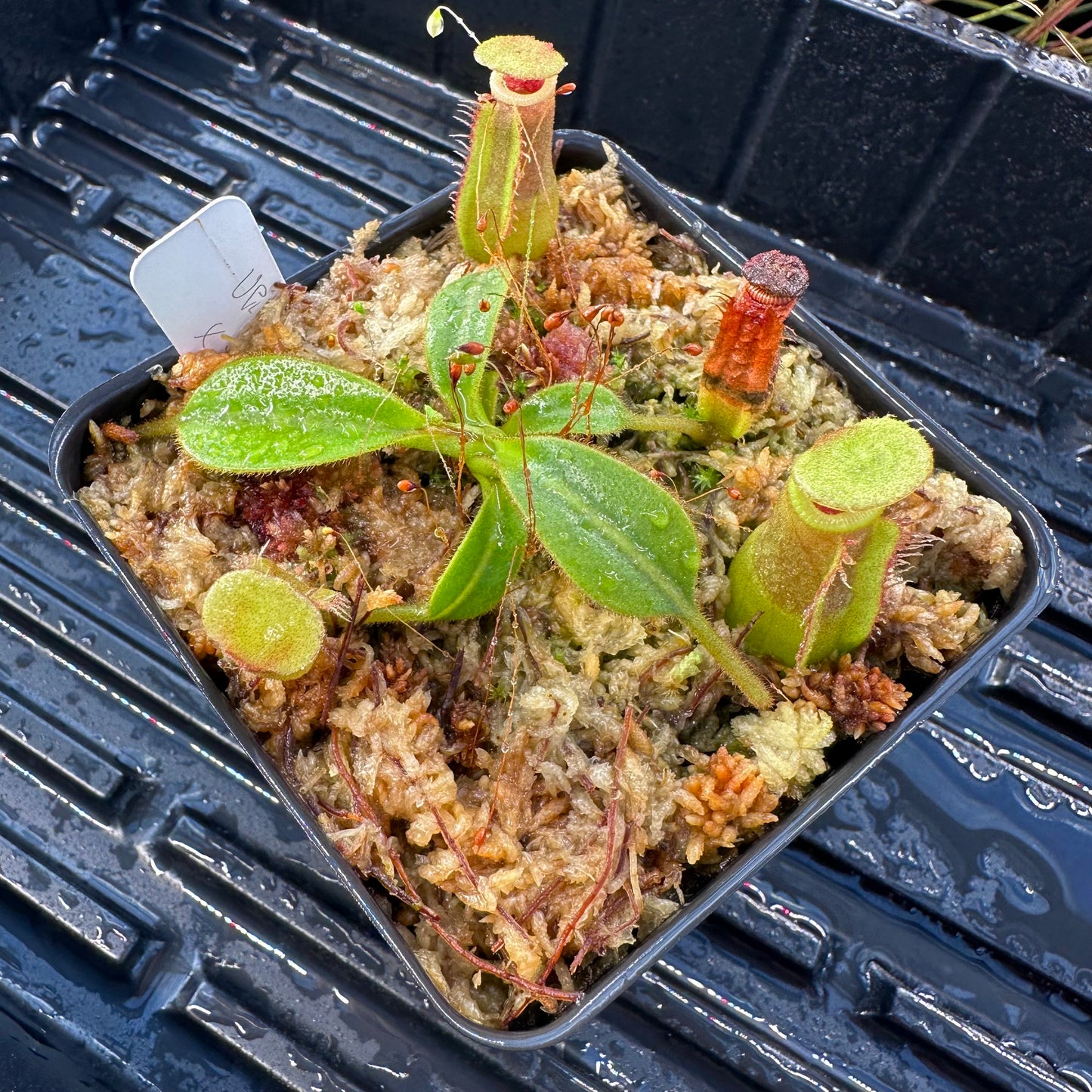 Nepenthes veitchii ('Murud' x 'Candy') x x Trusmadiensis - Seed Grown Specimen Plant