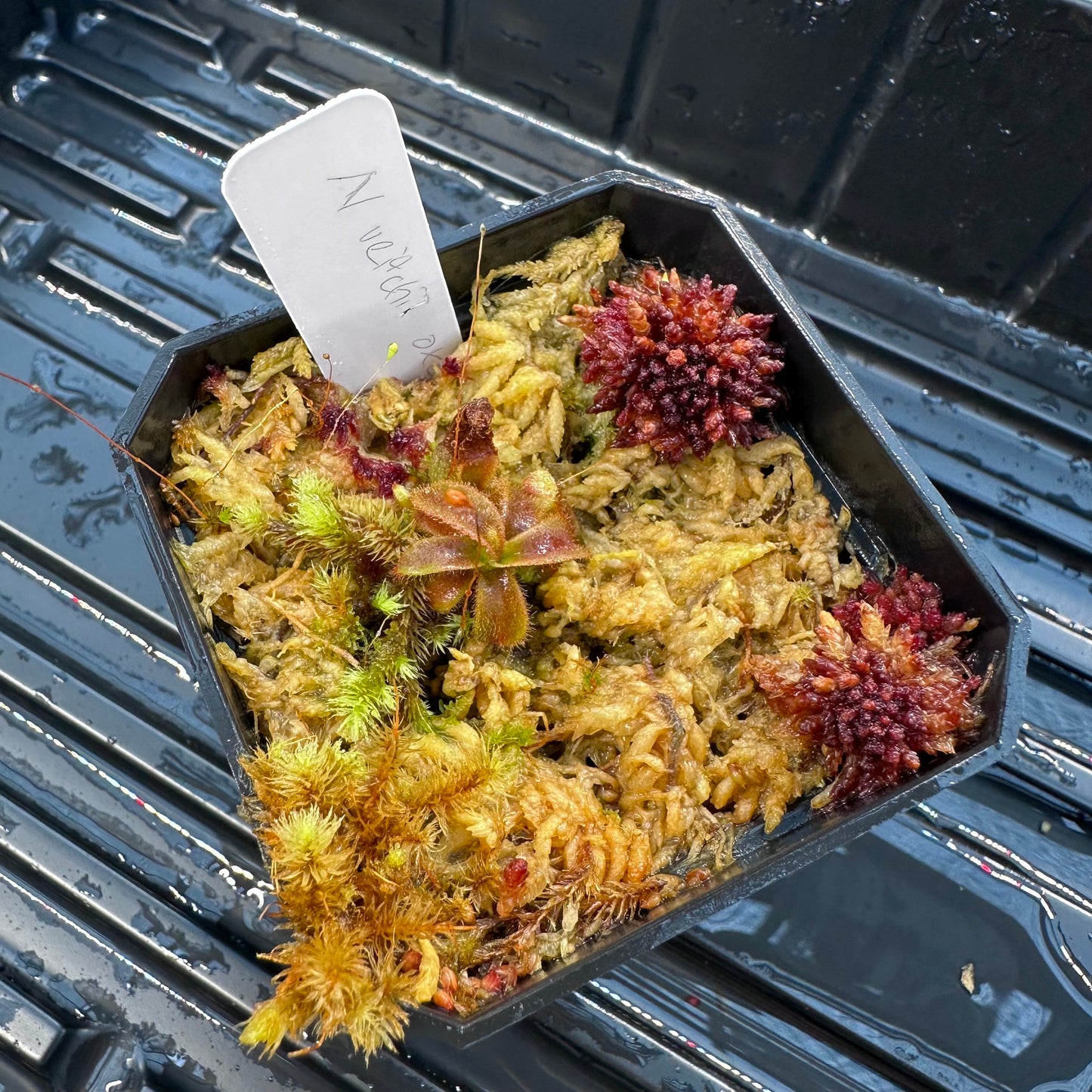 Nepenthes veitchii ('Orange' x 'Candy Dreams') - Seed Grown Plant