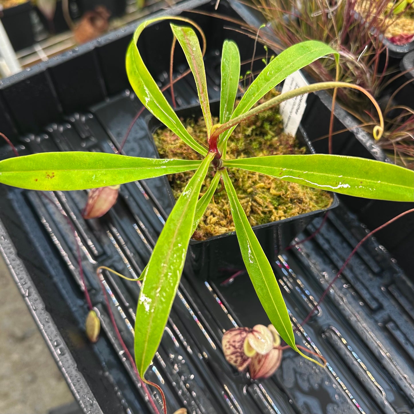 Nepenthes glabrata - Clone 1 - Gunung Katopasa - AW
