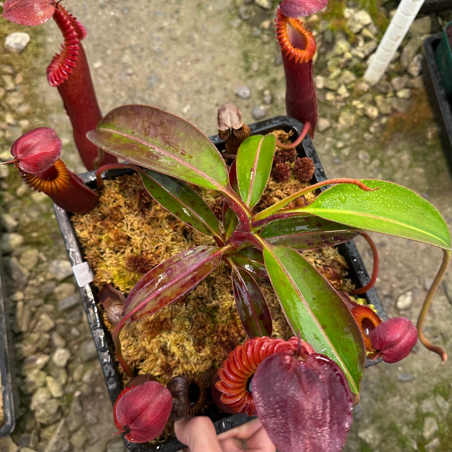 Nepenthes edwardsiana - Tambuyukon - Seed Grown Plant - JH