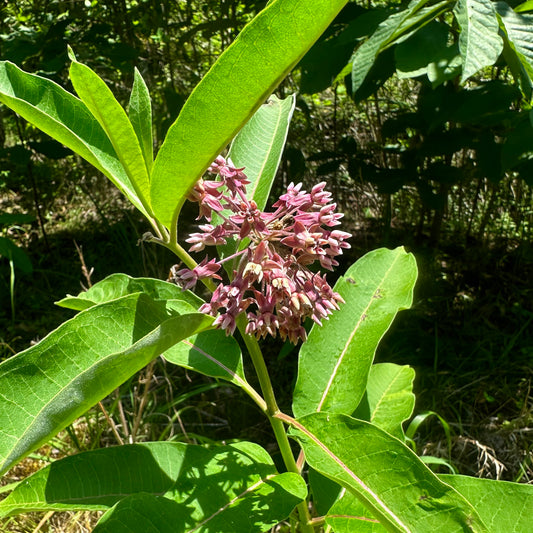 Asclepias syriaca - Common Milkweed - 30+ Seeds