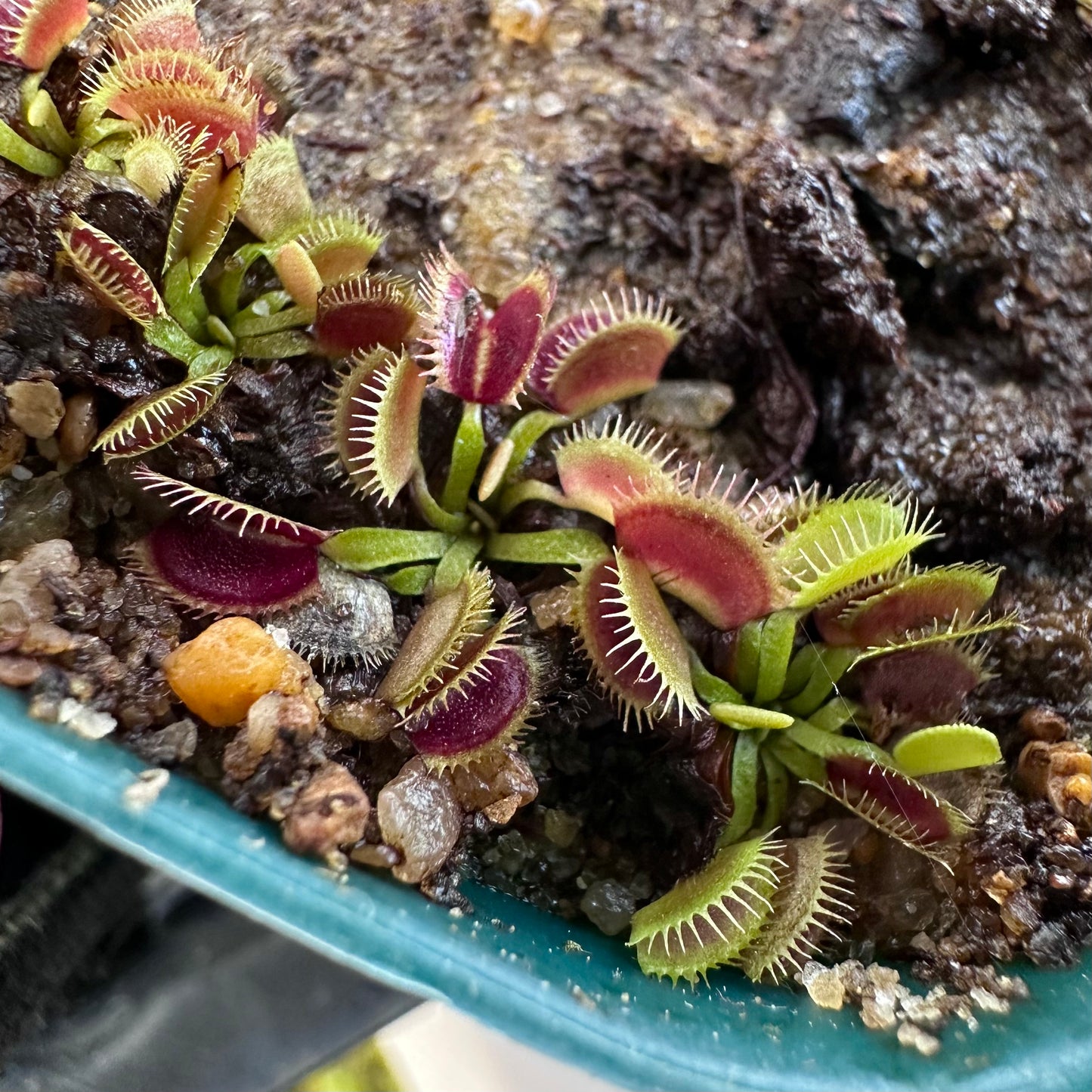 Dionaea muscipula - Venus Flytrap - Seed Grown Plants