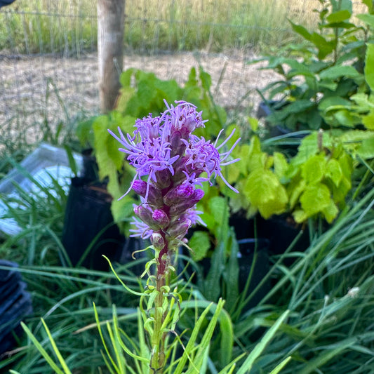Liatris spicata - Dense Blazing Star - 50+ Seeds