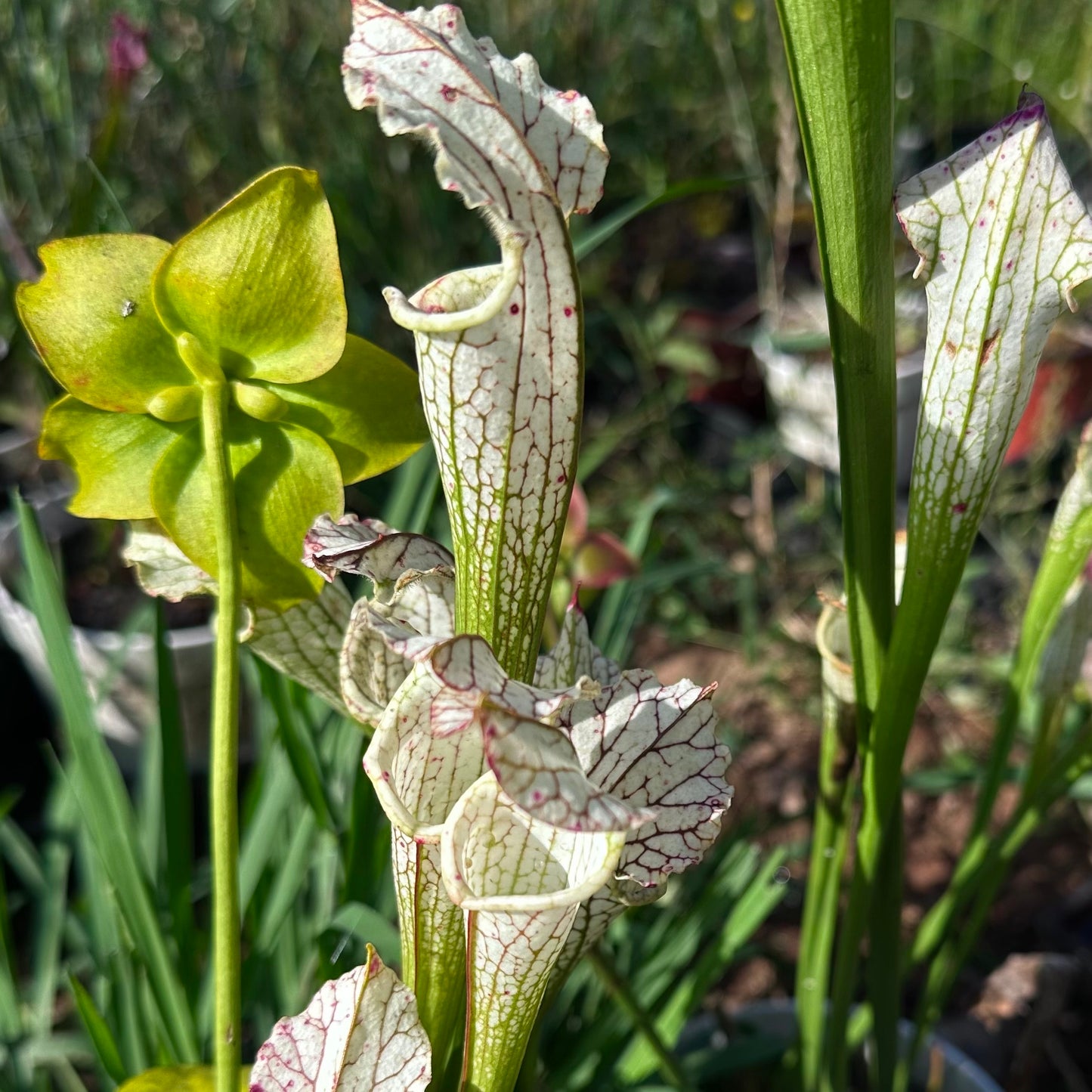 Sarracenia leucophylla - 'Stretch 2.0' - Washington Co, AL. - Rooted Division - MW