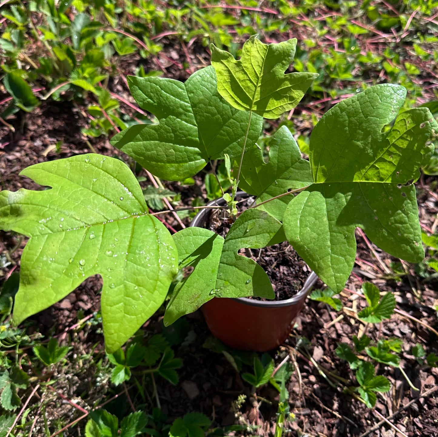 Liriodendron tulipifera - Tulip Poplar Tree - Seedling