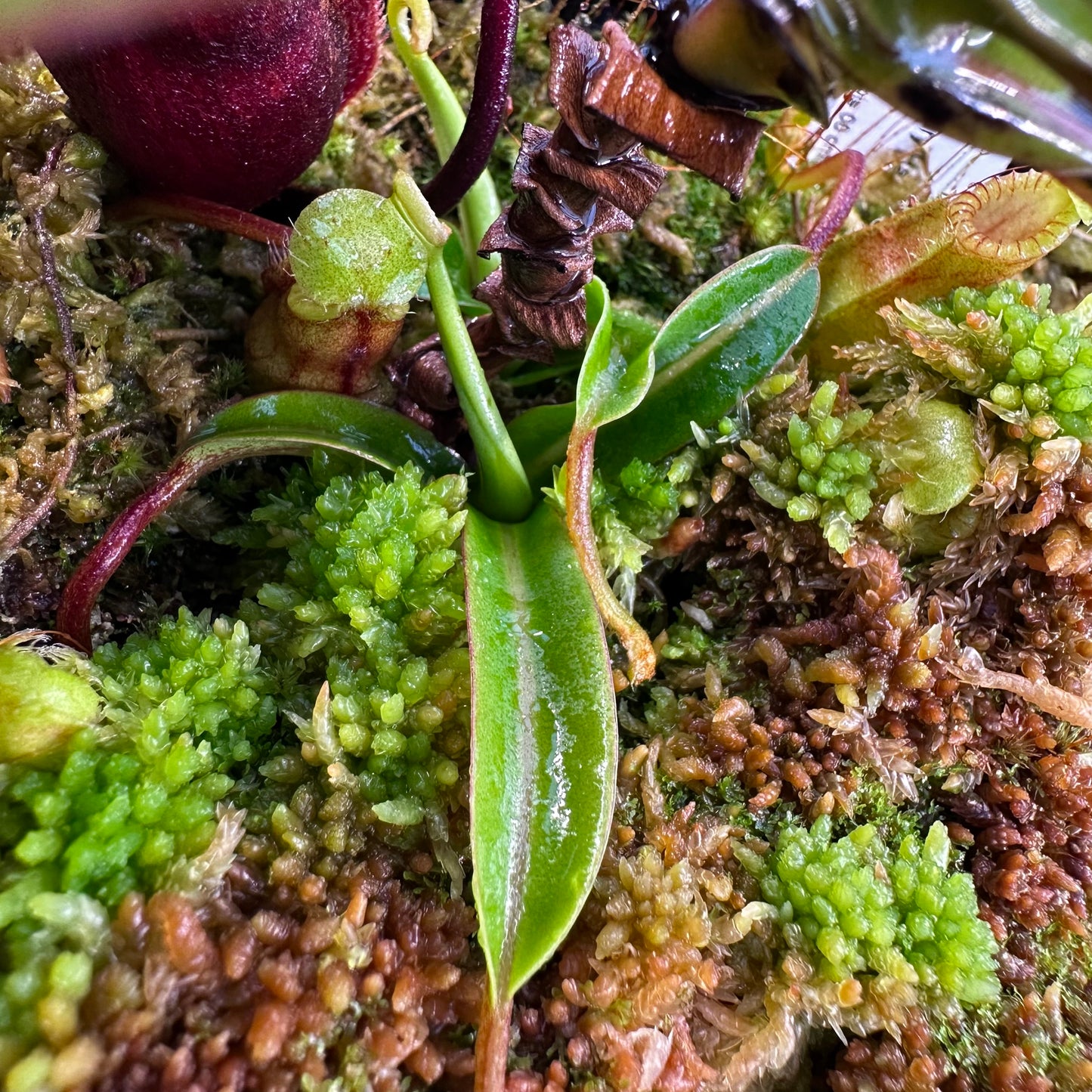 Nepenthes diabolica - Clone 5 - Sulawesi - AW - Unrooted Basal Cuttings