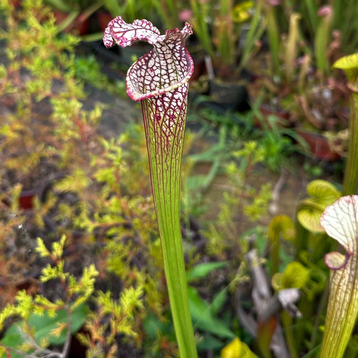 Sarracenia leucophylla - 'Tarnok' - Rooted Division
