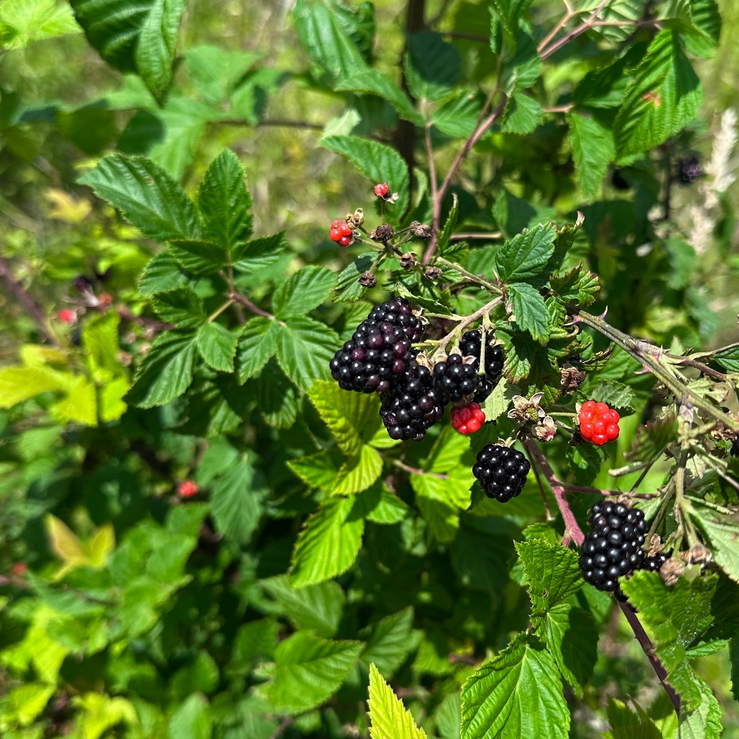 Rubus argutus - Clay County, NC Ecotype - Sawtooth Blackberry - Rooted