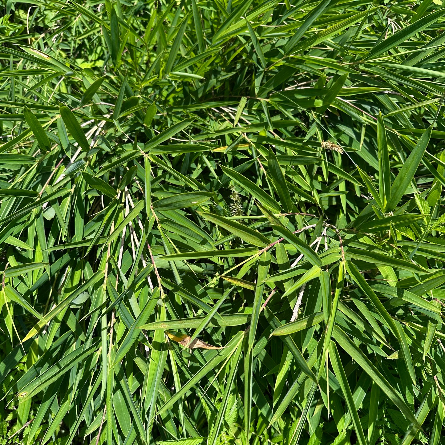 Arundinaria gigantea - Clay County, NC Ecotype - Giant River Cane - Rooted Division