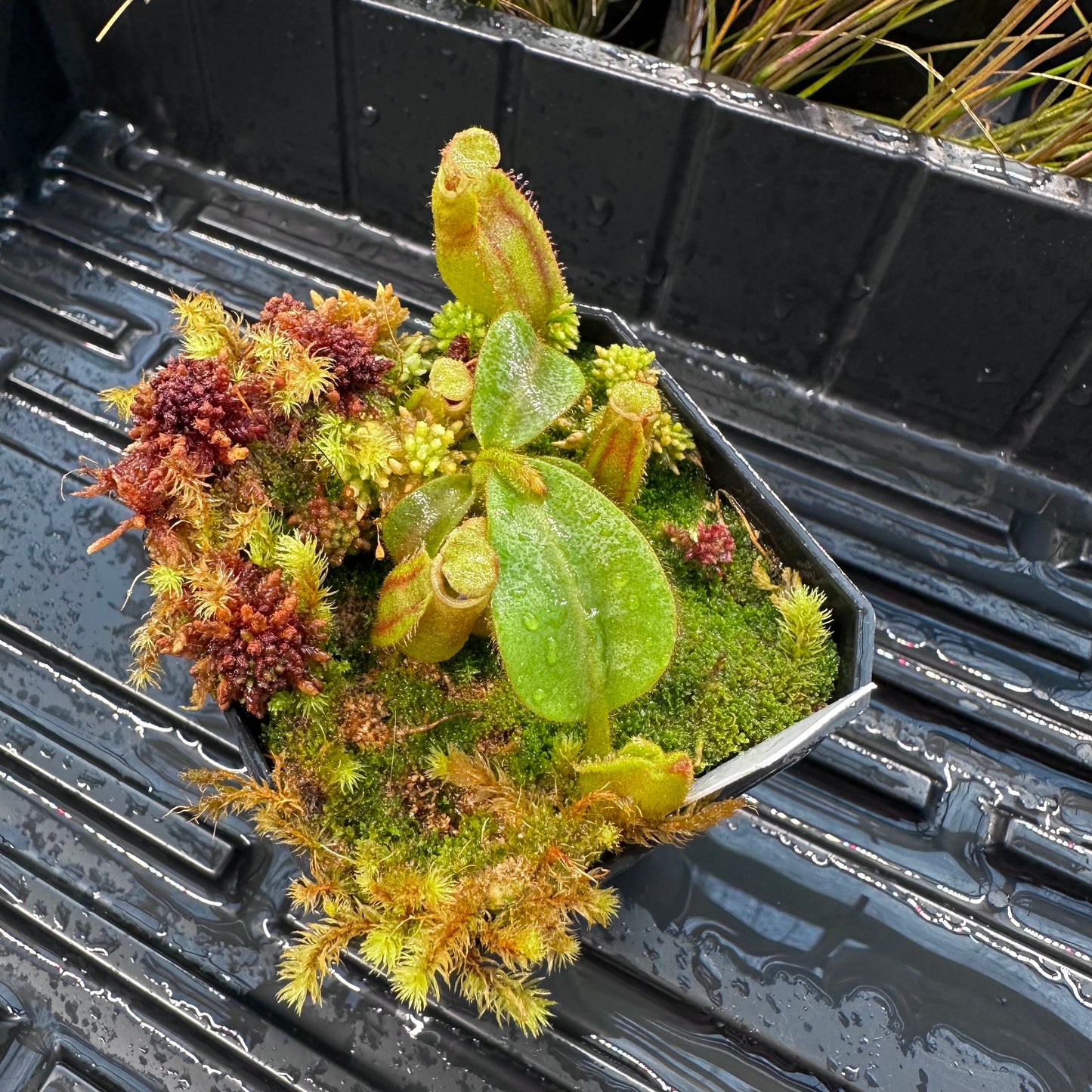 Nepenthes veitchii ('Orange' x 'Candy Dreams') - Seed Grown Plant