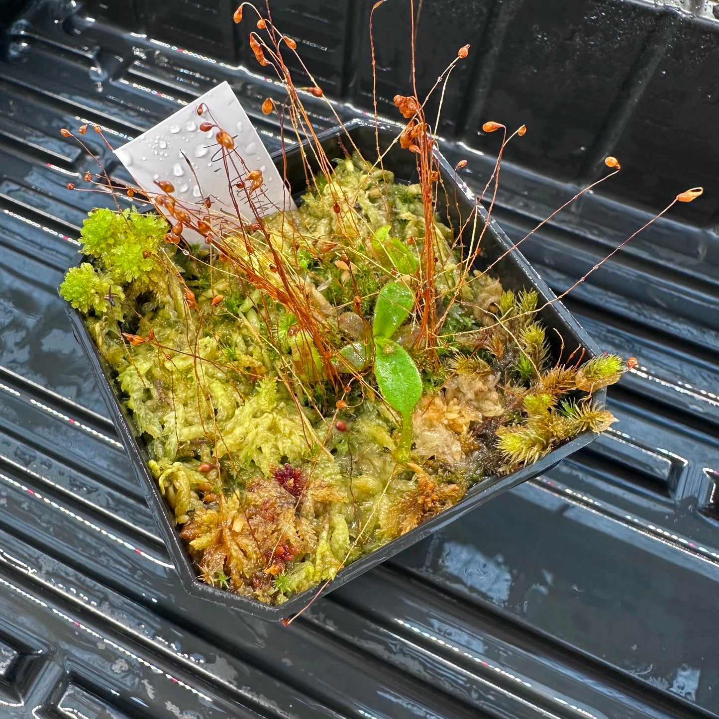 Nepenthes veitchii ('Murud' x 'Candy') x x Trusmadiensis - Seed Grown Plant