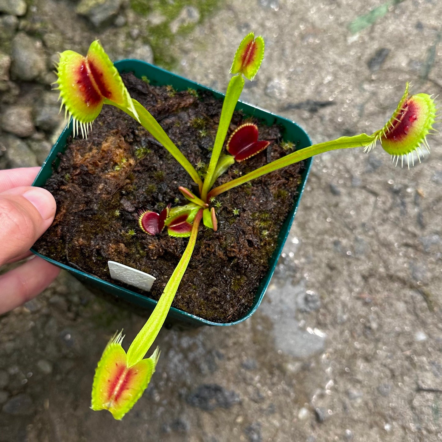 Dionaea muscipula - Venus Flytrap - 'H15' BCP Exact Division