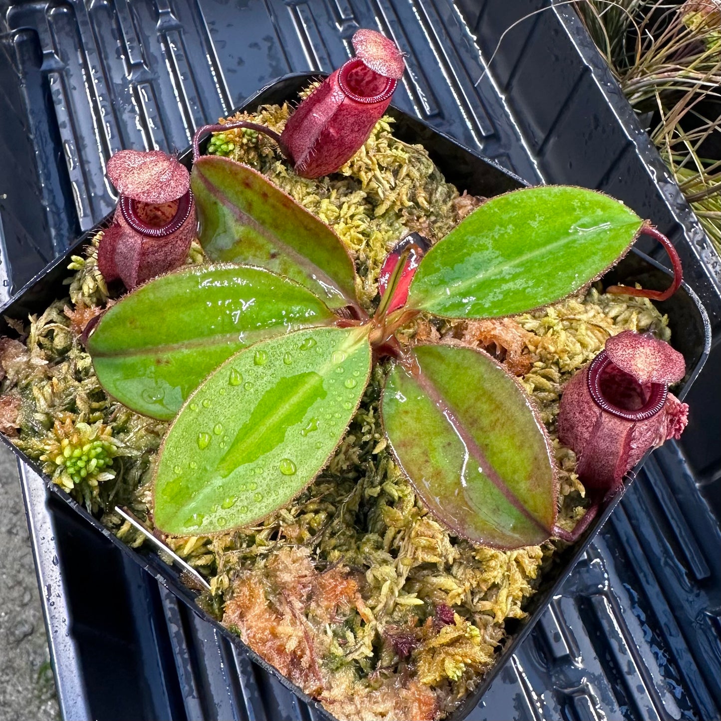 Nepenthes rajah x attenboroughii - Borneo Exotics